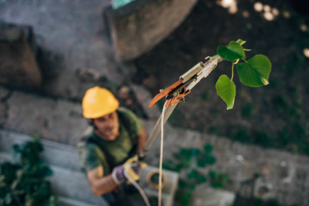 How Our Tree Care Process Works  in Lemoore, CA